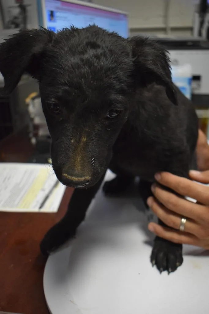 A baby large-sized female Labrador Retriever dog named Tibbs for adoption in Pahrump, NV