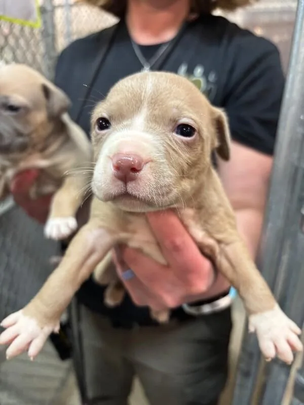 A baby small-sized male Brown / Chocolate Pit Bull Terrier dog named Sky for adoption in Supply, NC
