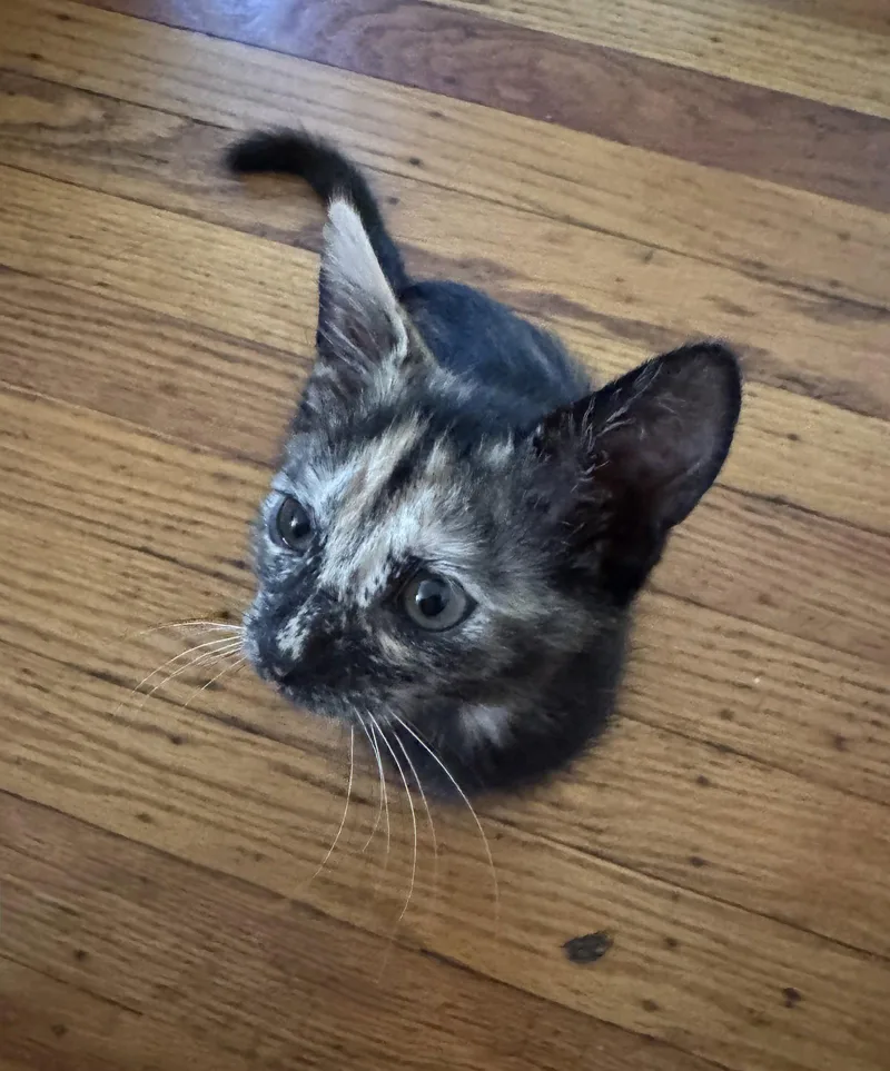 A baby medium-sized female Domestic Short Hair cat named Sparkles for adoption in Broomall, PA