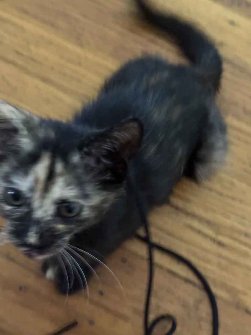 Sparkles thumbnail 3