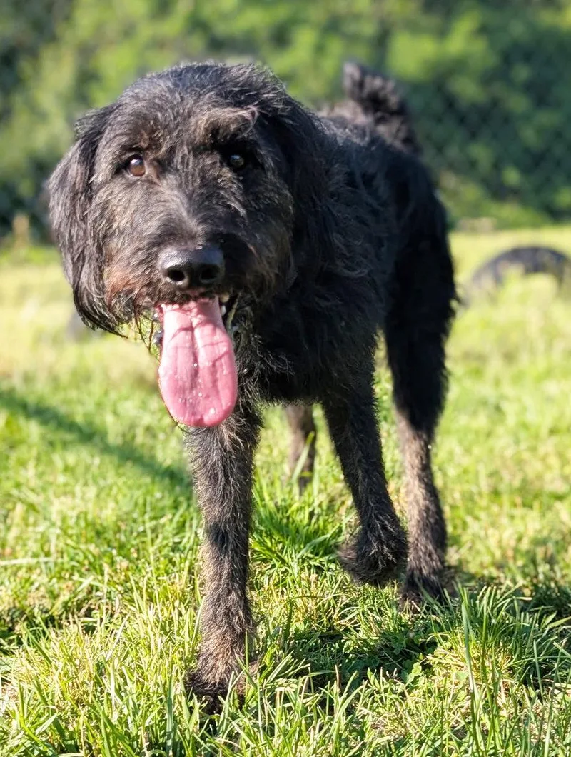 An adult medium-sized male Labrador Retriever dog named Jett for adoption in Cuyahoga Falls, OH