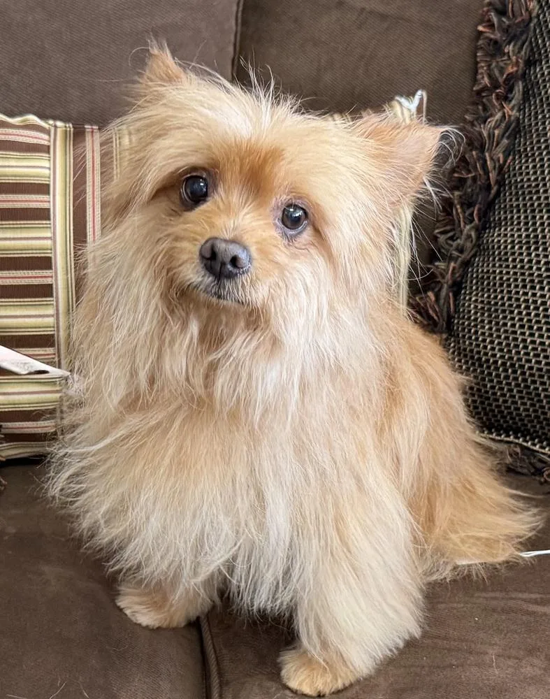 Rosemary thumbnail 2