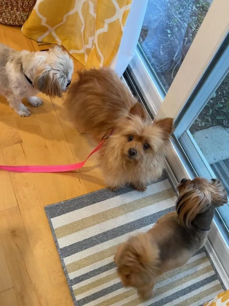 Rosemary thumbnail 3