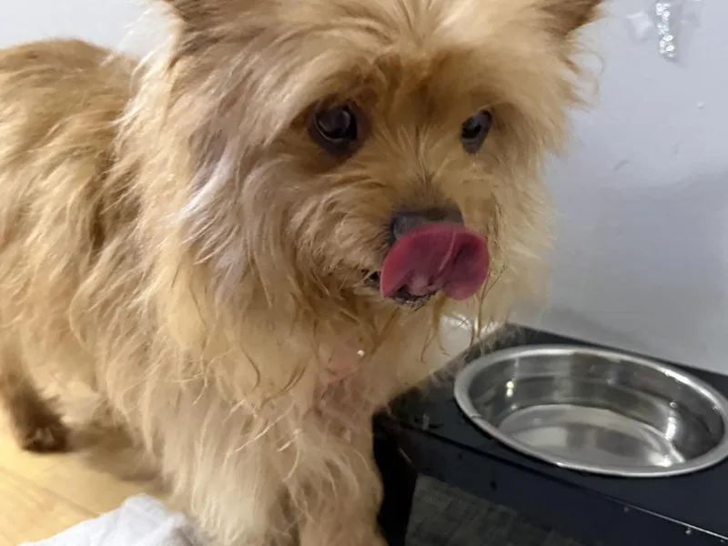 Rosemary thumbnail 4