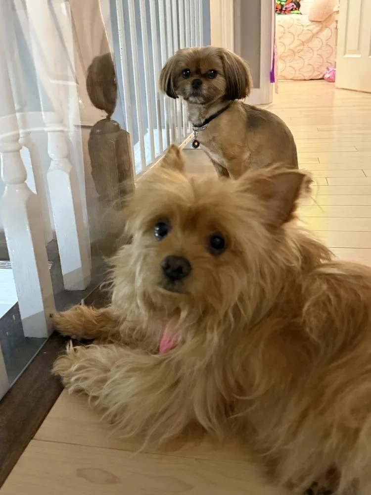 Rosemary thumbnail 5