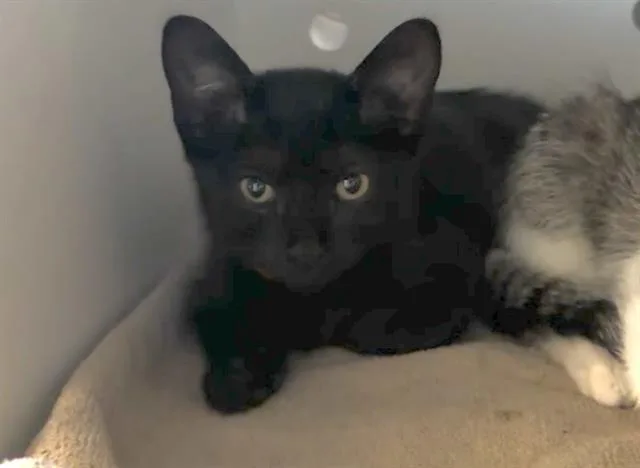 A baby small-sized female Domestic Short Hair cat named Cherry for adoption in Palo Alto, CA