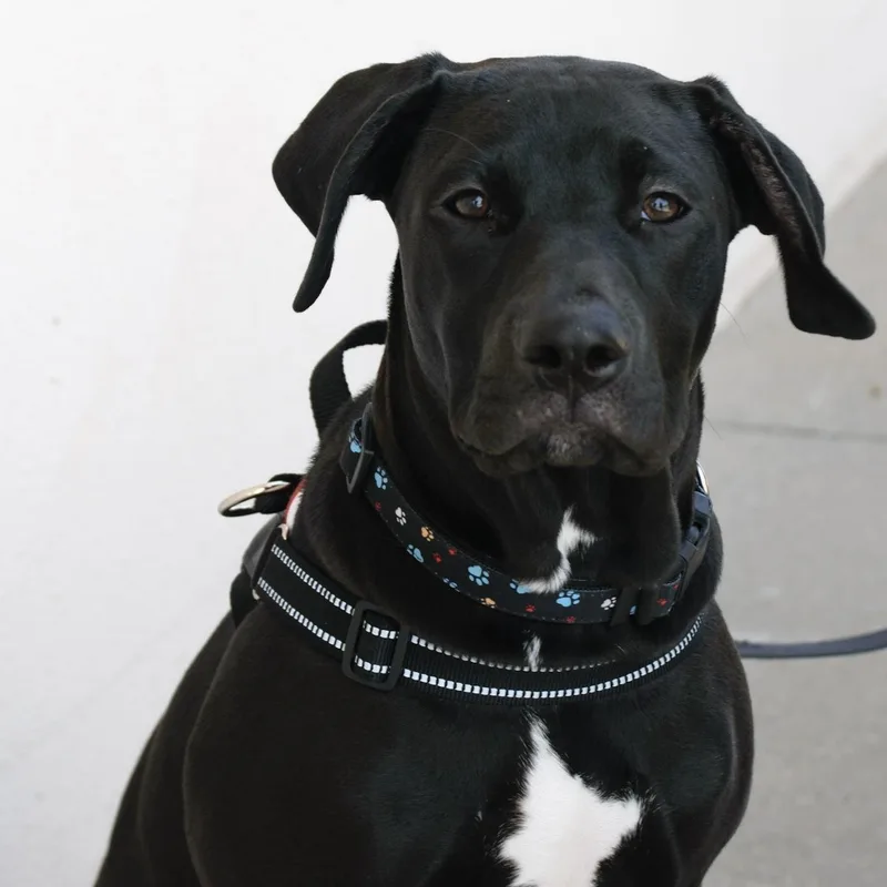 A young large-sized male Black Pit Bull Terrier dog named Mordecai for adoption in Broken Arrow, OK