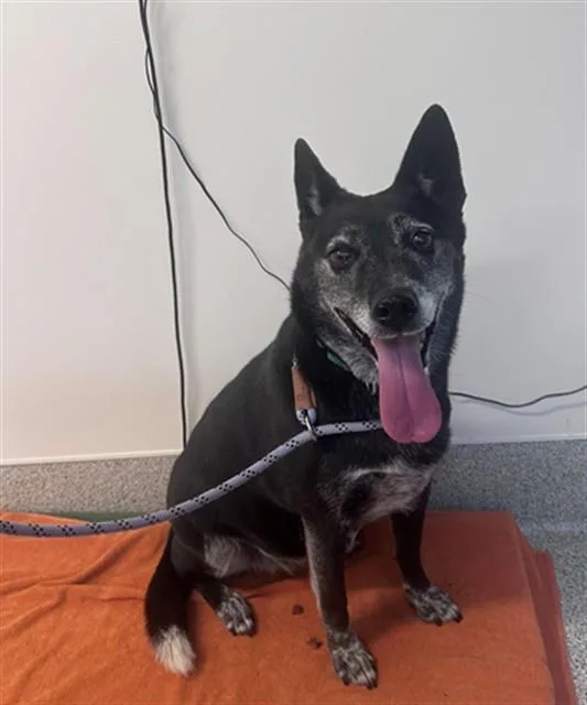 An adult medium-sized female Border Collie dog named Luna for adoption in San Luis Obispo, CA