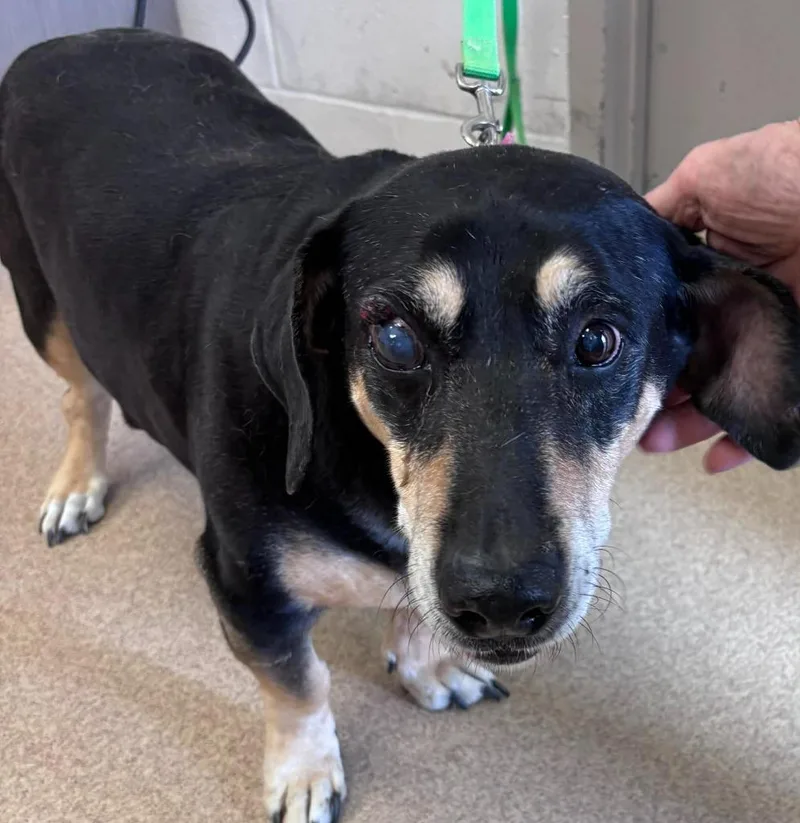 A senior medium-sized male Basset Hound dog named Rufus for adoption in Brenham, TX