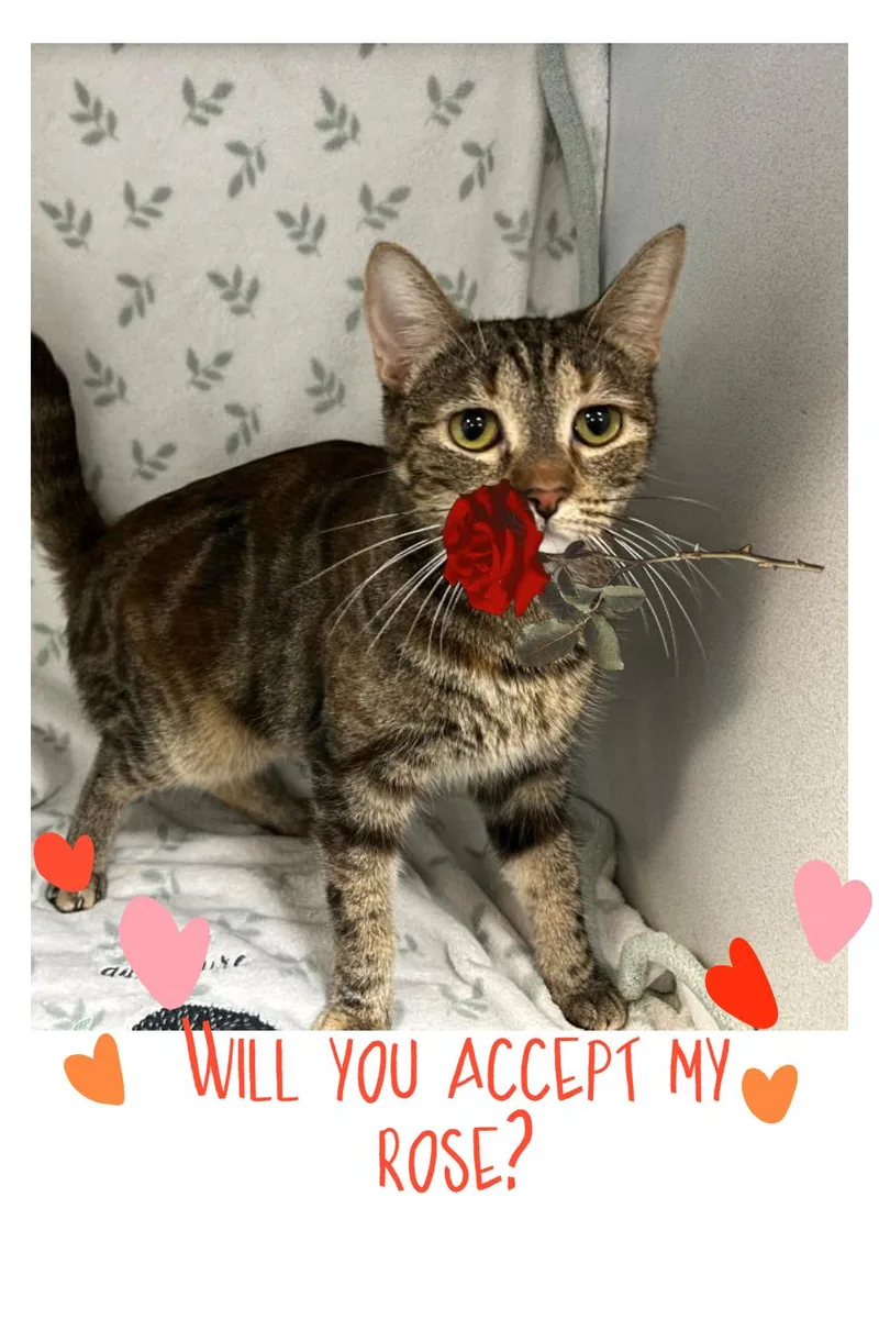 Prim Rose thumbnail 3