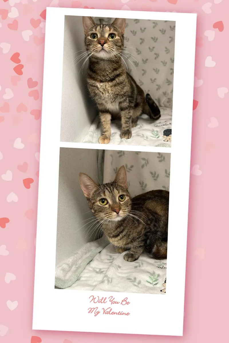 Prim Rose thumbnail 4