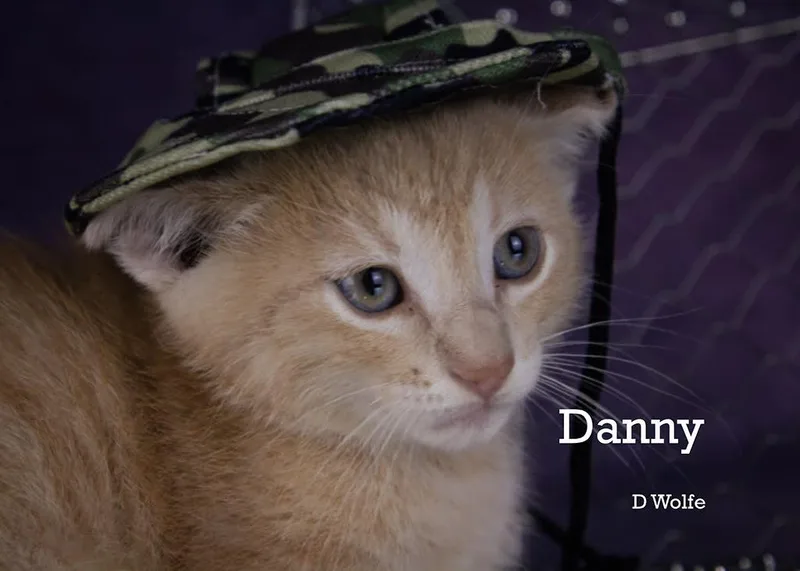 A young medium-sized male Buff / Tan / Fawn Domestic Short Hair cat named Danny for adoption in York, NE