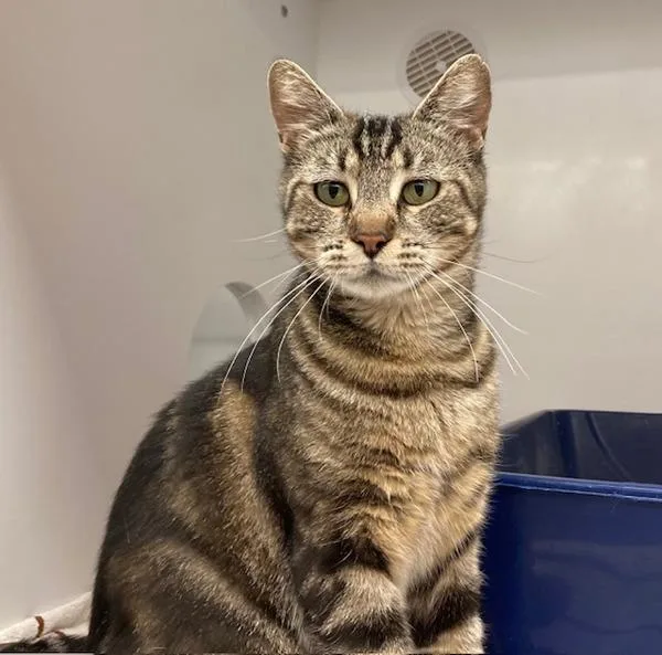 An adult small-sized female Domestic Short Hair cat named Working Cat Whitney for adoption in San Diego, CA