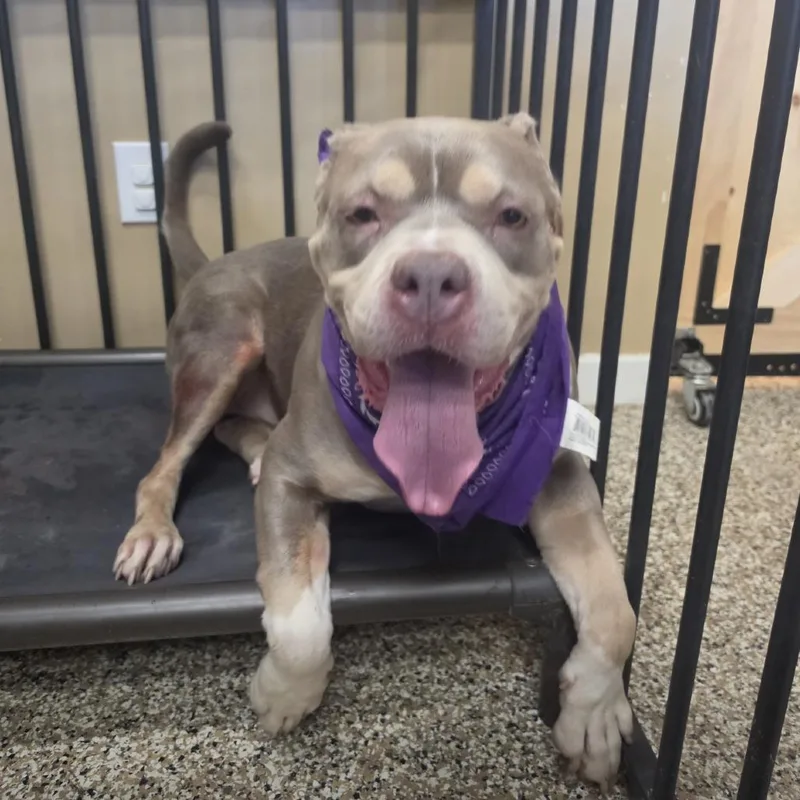 An adult medium-sized female Brown / Chocolate Staffordshire Bull Terrier dog named Baby Girl for adoption in Tipton, IN