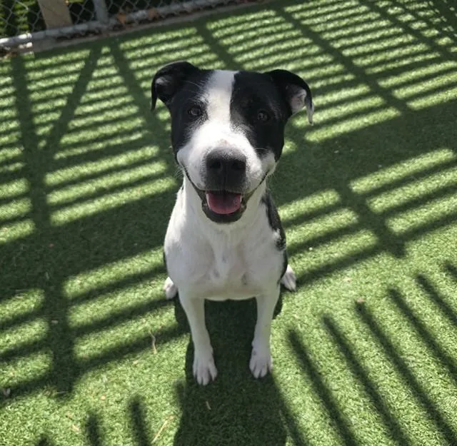 A young medium-sized female Pit Bull Terrier dog named Penelope Pit for adoption in Castaic, CA