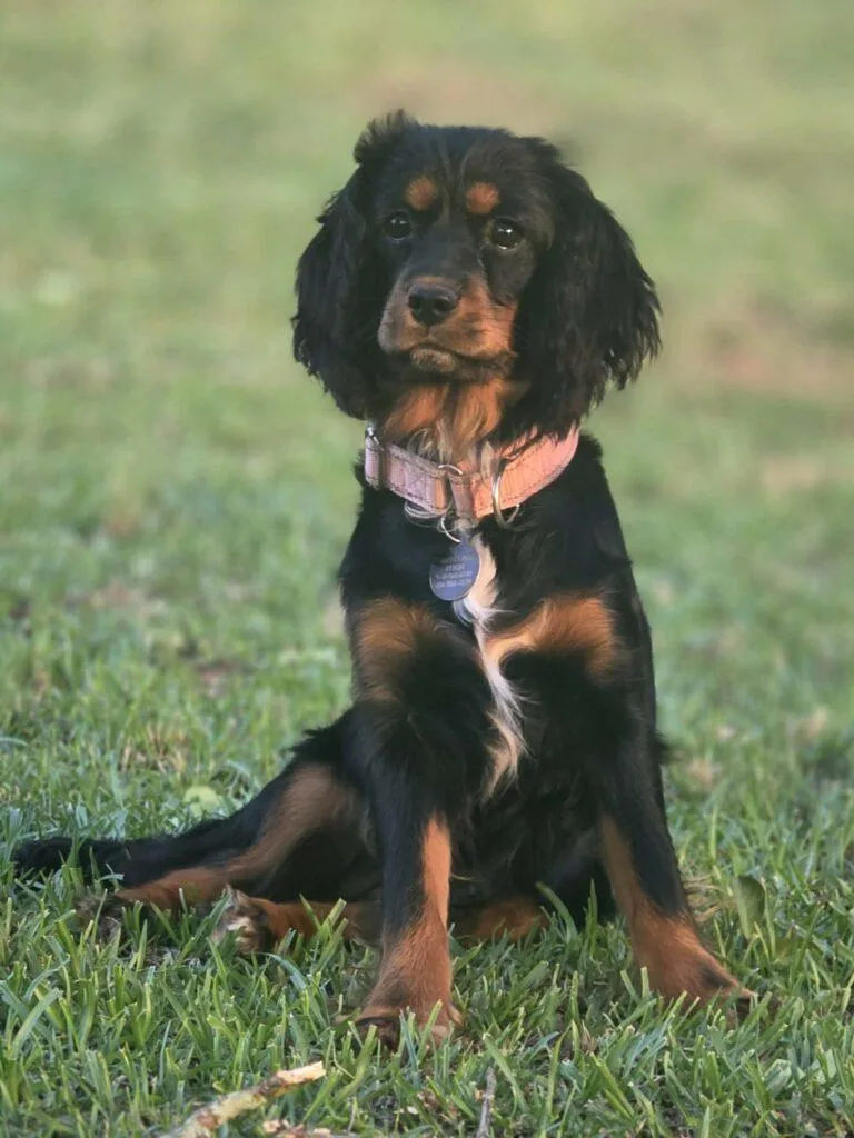 A young small-sized female Black Cavalier King Charles Spaniel dog named Abby for adoption in Red Hook, NY