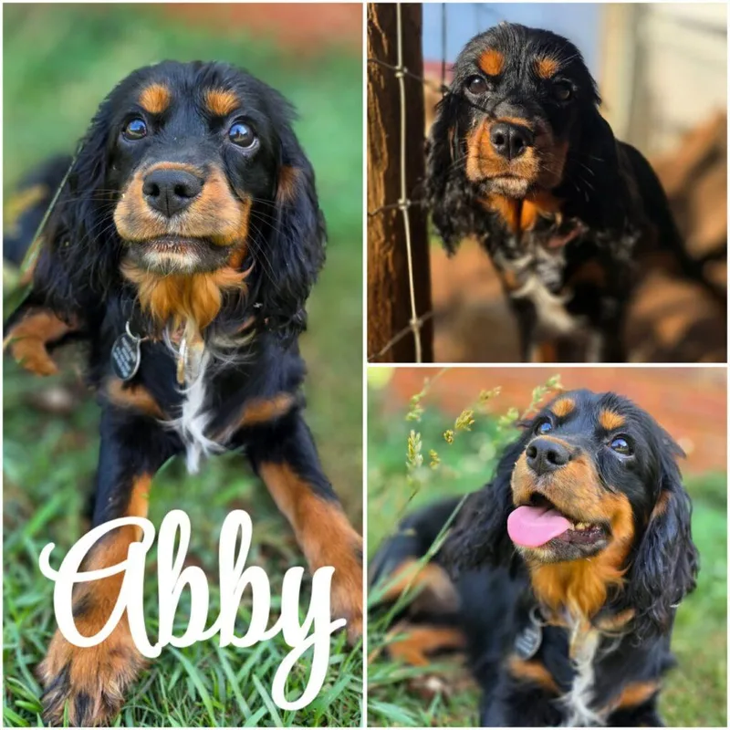 Abby thumbnail 2