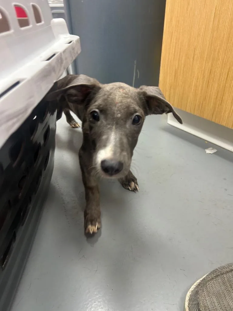 A baby medium-sized male Labrador Retriever dog named Mello Yello for adoption in Hartsville, SC