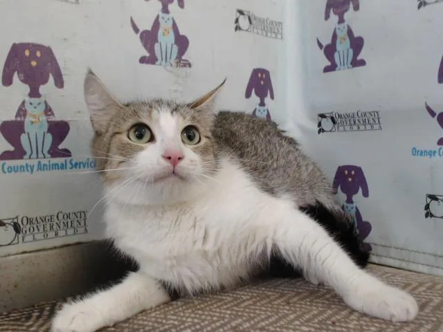 An adult small-sized female Domestic Short Hair cat named Lily for adoption in Orlando, FL