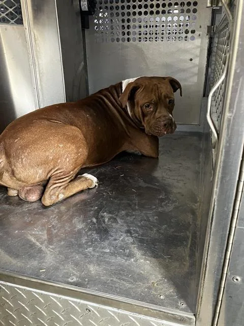 An adult medium-sized male Pit Bull Terrier dog named Jared for adoption in Dallas, TX
