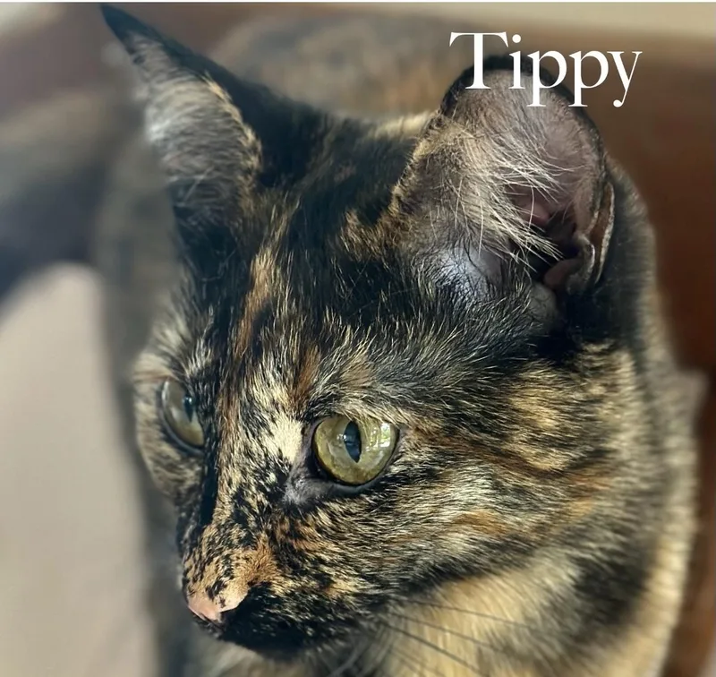 A young medium-sized female Tortoiseshell Domestic Short Hair cat named SqueakyTippy for adoption in Cincinnati, OH