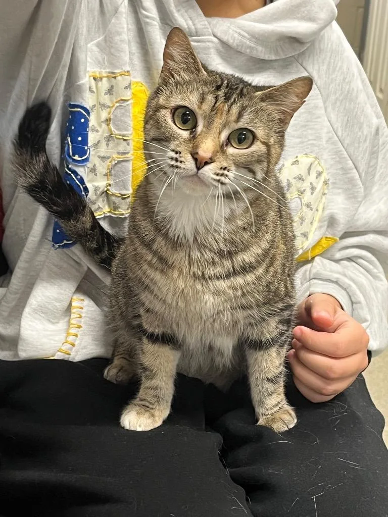 An adult large-sized female Domestic Short Hair cat named Pumpkin for adoption in Hopkinsville, KY