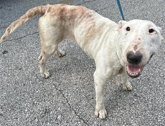 An adult small-sized female Bull Terrier dog named A for adoption in Houston, TX