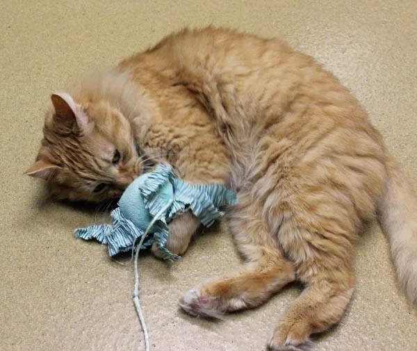 An adult medium-sized male Orange / Red Domestic Long Hair cat named Babe And Sully for adoption in Mansfield, MA