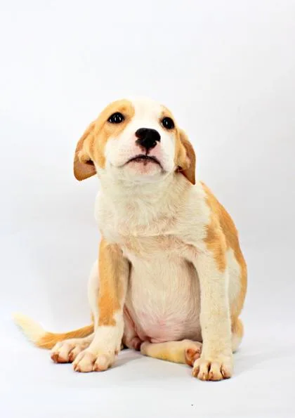 A baby large-sized female Labrador Retriever dog named Susan for adoption in Morton Grove, IL
