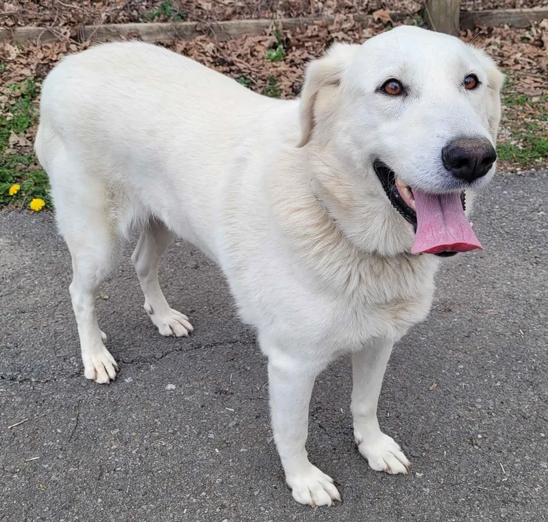 A senior large-sized female Yellow Labrador Retriever dog named Marcy for adoption in Killingworth, CT