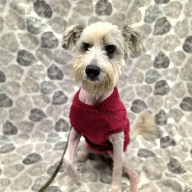 An adult medium-sized male Terrier dog named Mr Ed for adoption in Long Beach, CA
