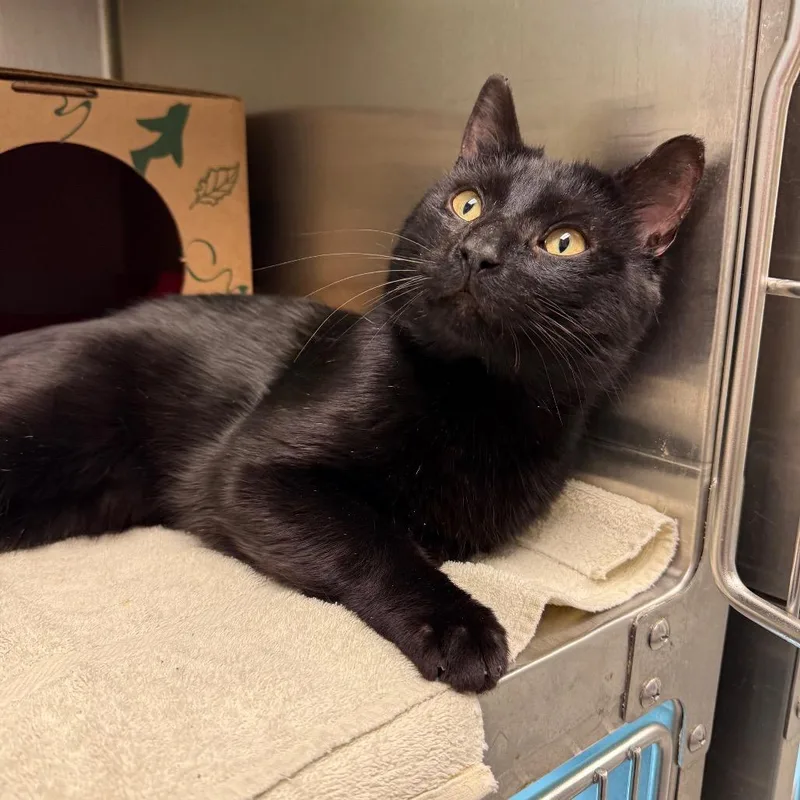 An adult medium-sized male Black Domestic Short Hair cat named Phantom for adoption in Fairport, NY