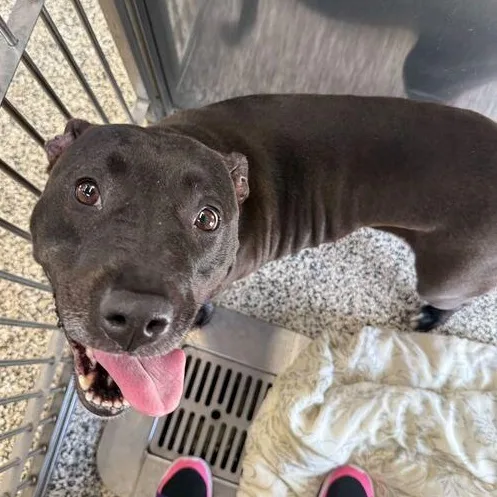 An adult medium-sized female Mixed Breed dog named Rey for adoption in Jackson, MI