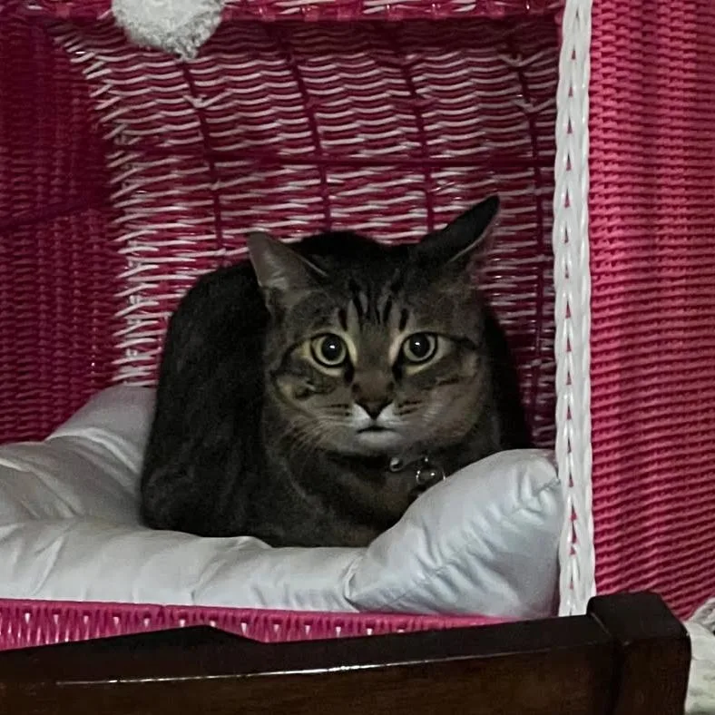 An adult small-sized male Brown / Chocolate Domestic Short Hair cat named Pugsley for adoption in Sioux Falls, SD