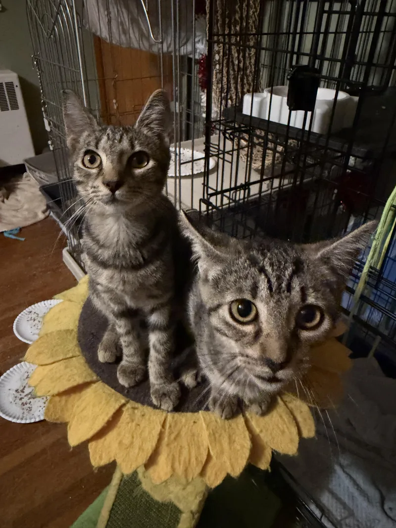 An adult medium-sized female Tabby cat named Willow & Precious for adoption in Lansdowne, PA