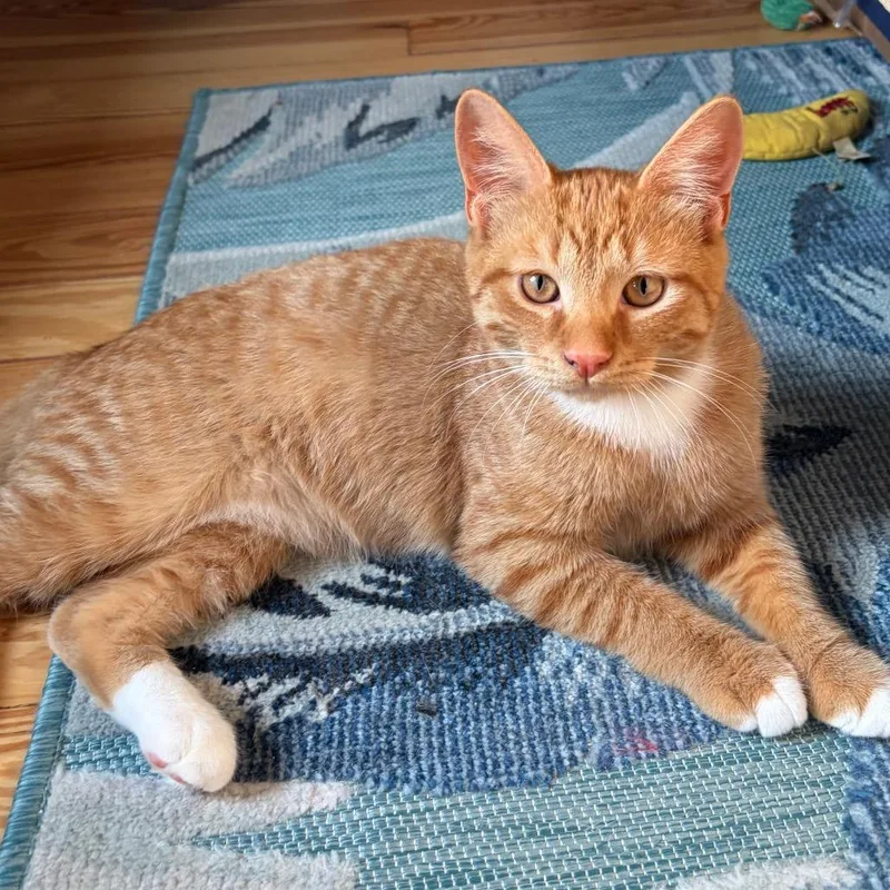 A young medium-sized male Orange / Red Domestic Short Hair cat named Tristan BurrPurr for adoption in Eaton Rapids, MI