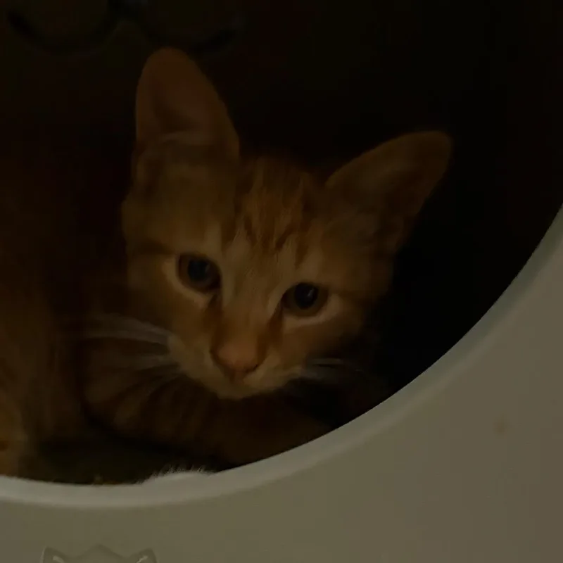 Tristan BurrPurr thumbnail 3