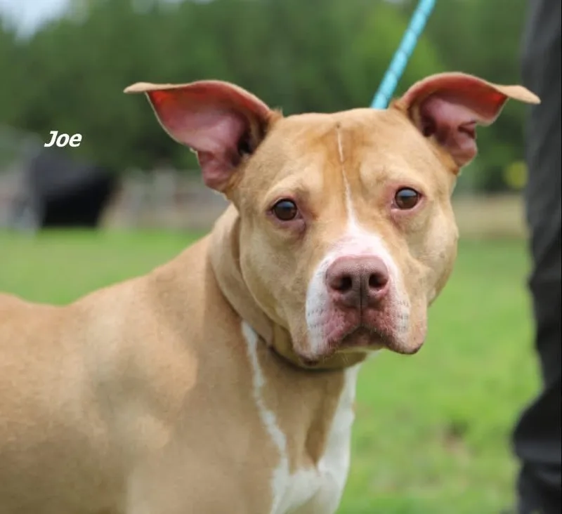 An adult large-sized male Mixed Breed dog named Joe for adoption in Oxford, NC