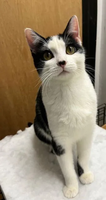 A young medium-sized female Black & White / Tuxedo Domestic Short Hair cat named Altacl for adoption in Kansas City, MO