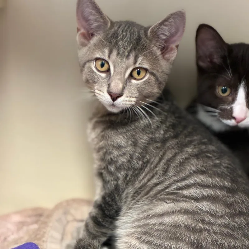 A baby small-sized male Brown / Chocolate Domestic Short Hair cat named Finklestein for adoption in South Elgin, IL