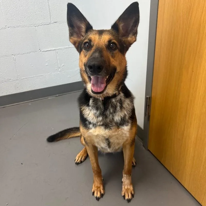 Heidi
