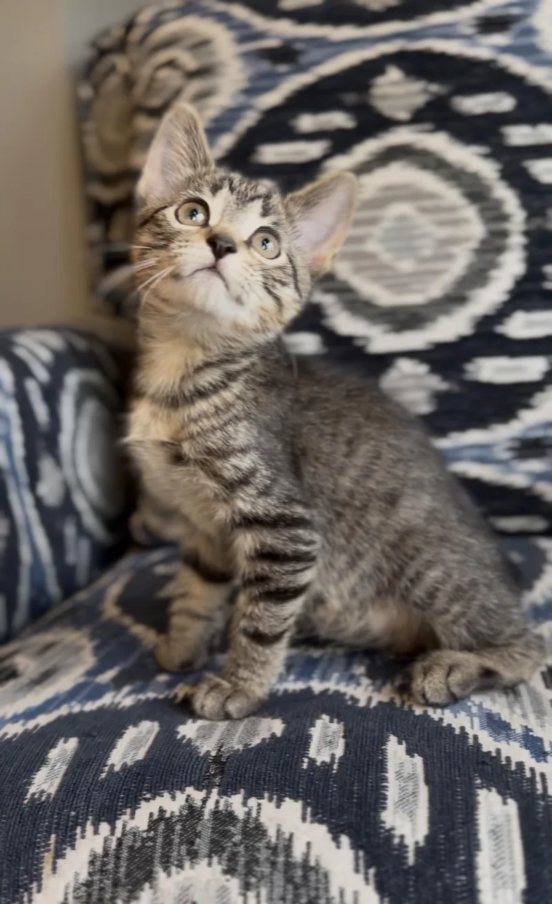 A baby medium-sized female Domestic Short Hair cat named Leona for adoption in Crown Point, IN