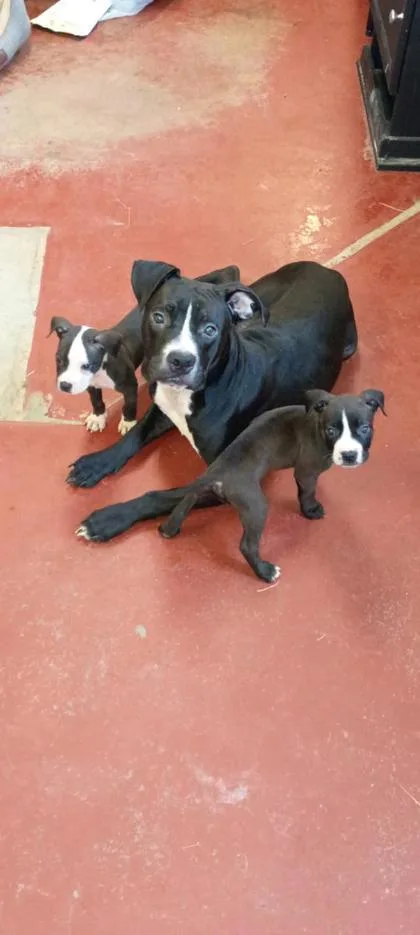 A baby small-sized female Mixed Breed dog named Wendy for adoption in Hobart, IN