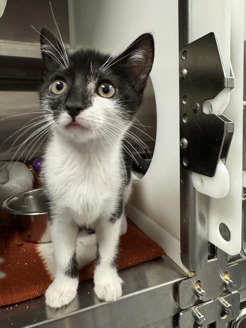 A young small-sized female Black & White / Tuxedo Domestic Short Hair cat named Bibbidi for adoption in Hilton Head Island, SC
