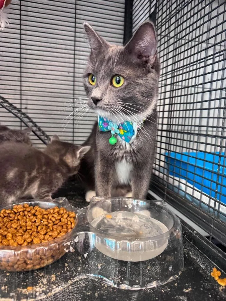 A young medium-sized female Domestic Short Hair cat named Robin for adoption in Johnson City, TN