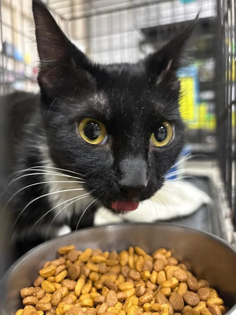 A young small-sized female Domestic Short Hair cat named Ringmistress for adoption in Corpus Christi, TX
