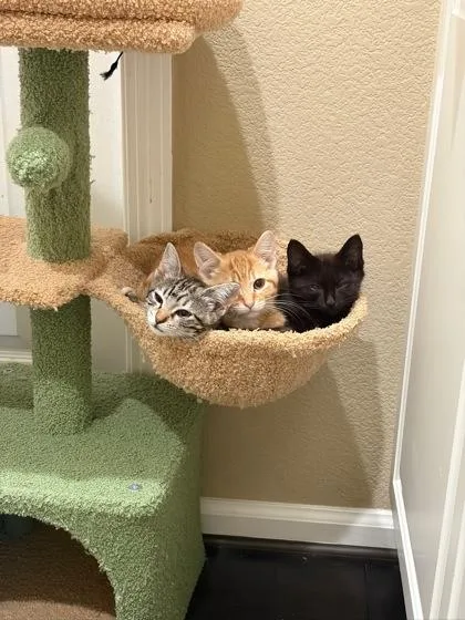 A baby medium-sized male Domestic Short Hair cat named Dr. Richard Burke for adoption in Pleasanton, CA