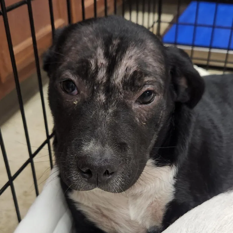 A baby medium-sized female Black Terrier dog named Boots  U for adoption in Tupelo, MS