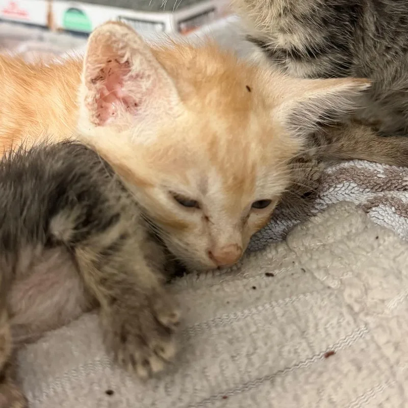 A baby small-sized male Orange / Red Domestic Short Hair cat named Tenacious Toothpick for adoption in Austin, TX
