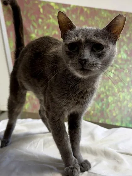 An adult medium-sized female Domestic Short Hair cat named Flower for adoption in San Antonio, TX